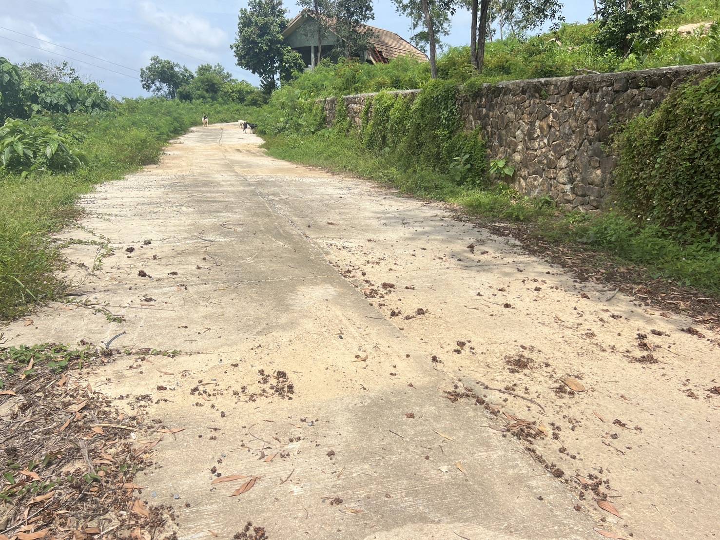 Sea View Land — Mai Khao